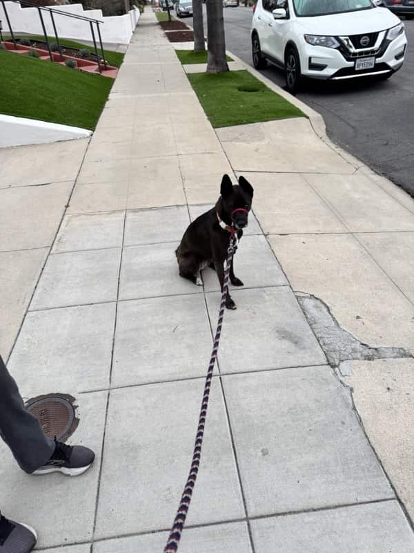 A picture of a black dog named Bowie sitting, taken on November 29 2025 at 6:39 am